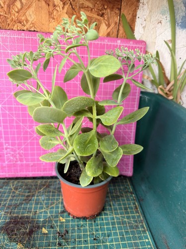 Sedum plant - sedum,
