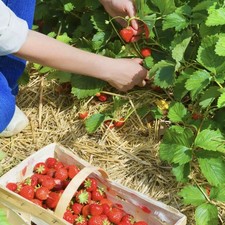 10 X Strawberry 'Marshmello'