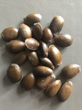 Soursop tree, Graviola, 10 Seeds