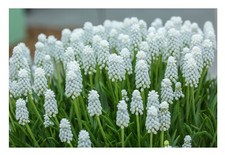 50 x WHITE Muscari Bulbs