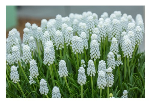 50x white muscari bulbs - muscari,