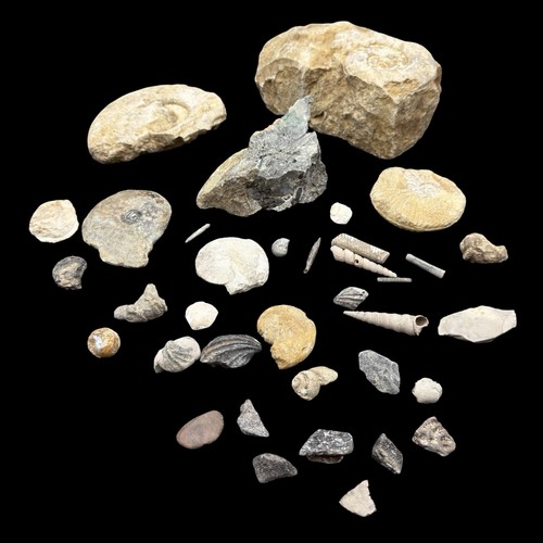 1kg british fossil mix - 1kg, 36
