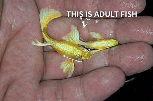 Live 24k full gold fry - live,
