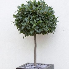 Bay Laurel Tree - Elegant Evergreen Foliage - 2x 2 Litre Potted Plants