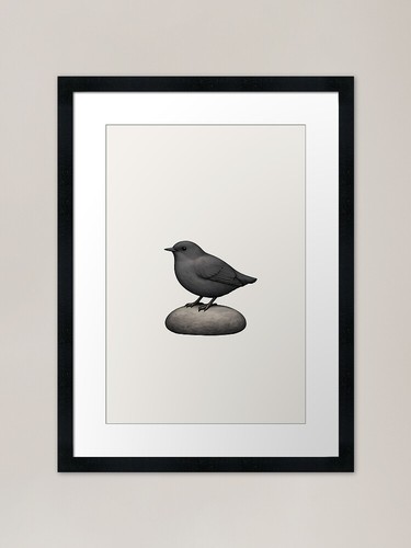 American dipper pebble - american, ird