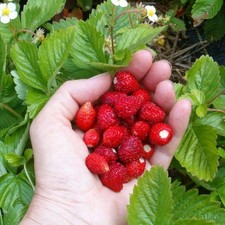 6x Alpine Strawberry Fragaria
