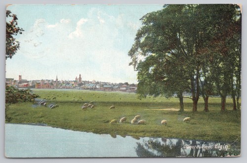 Elgin general view sheep - elgin,