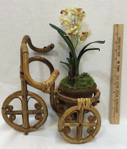 Orchid plant bicycle - plant, w/