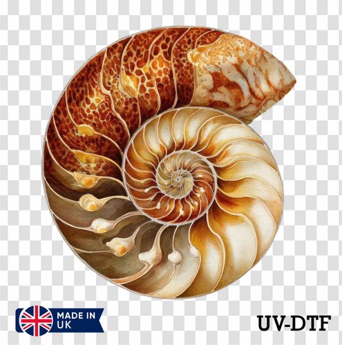 Nautilus shell dtf - shell,