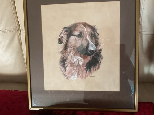 Beautiful collie dog framed - collie,