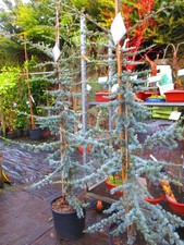 6ft  (inc. pot) Evergreen