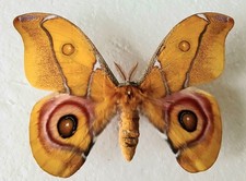 Antherina Suraka Silk Moth Set