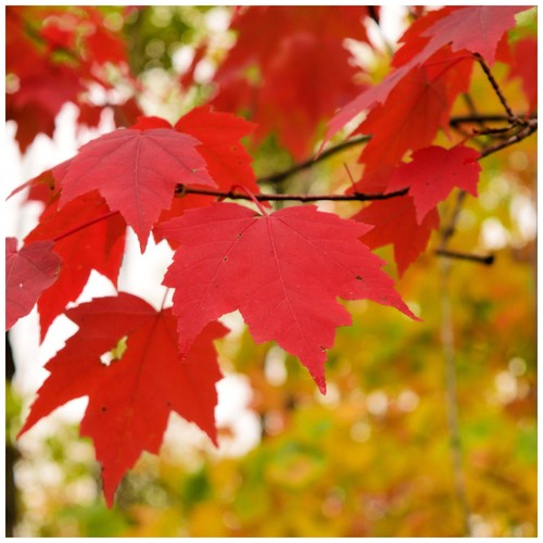 Acer rubrum red maple tree - /,