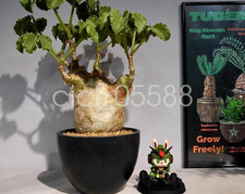 Cyphostemma uter var macropus Angola Cactus Succulent Plant 4cm