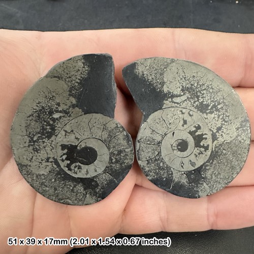 Pyrite ammonite cut and - ammonite,