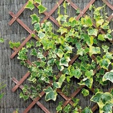 Garden Outdoor Expanding Trellis - Green or Tan - Pack of 5!!
