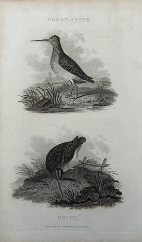 Antique bird print great - antique,
