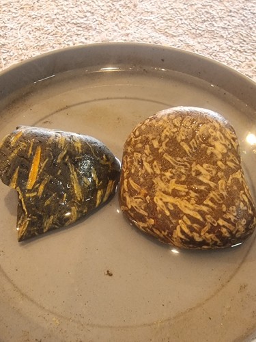Pieces fossilised coral - of,