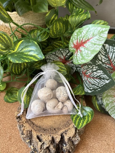 50g moroccan gastropod - gastropod, fossils