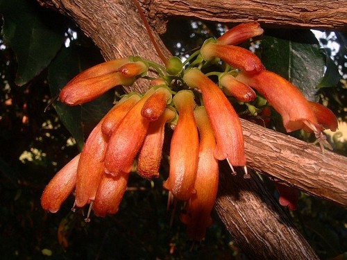 Halleria lucida fuchsia rare - halleria,