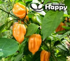 CHILLI PEPPER SEEDS - YELLOW HABANERO - 30 seeds - Capsicum annuum - Indoor