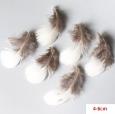 White Lady Amherst Pheasant