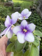 African Violet Miniature, baby