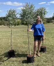 Eucalyptus 'Azura' Small Hardy