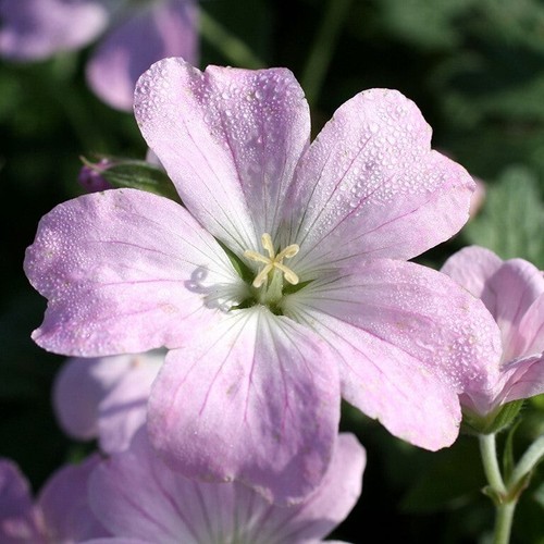 Geranium dreamland plug - geranium, x3