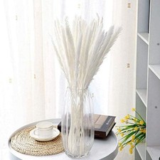 Pampas Grass 30-Piece Natural