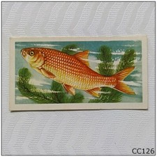Brooke Bond Freshwater Fish #8