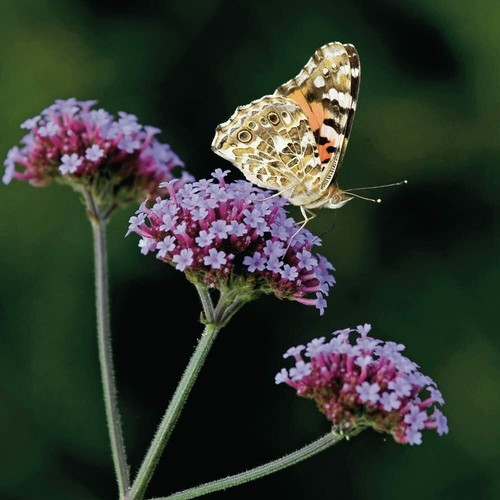 Verbena bonariensis lollipop - lollipop, 1