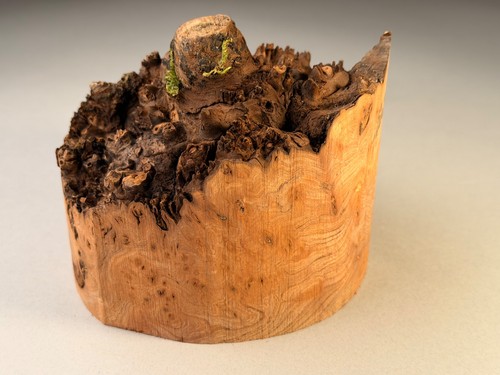 Live edge burr elm - live,
