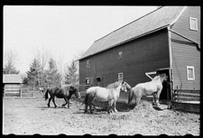 Horses going into Barn,Grundy