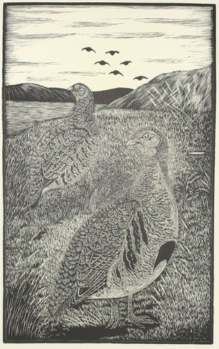 Daglish partridge game bird - game,