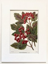 Guelder rose tree berries - tree,