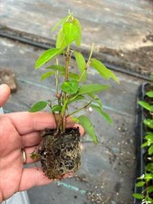Euphorbia Diamond Frost x3