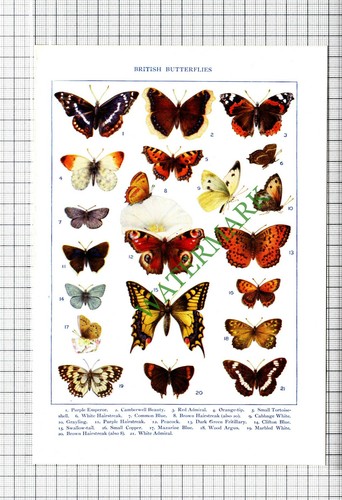 British butterflies small - british,