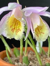 Pleione (Himalayan/Windowsill Orchid) Multicoloured hybrid 251 Flowering Size x1