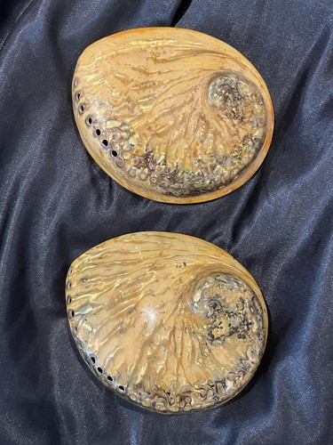 Abalone shells seashells - abalone,