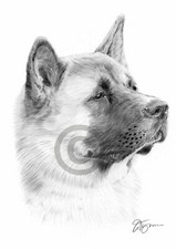 JAPANESE AKITA pencil drawing