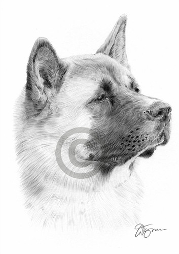 Japanese akita pencil drawing - japanese,