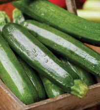 COURGETTE SEEDS – ALL GREEN BUSH - 20 SEEDS, SOW BY YE 2027 - THOMPSON & MORGAN