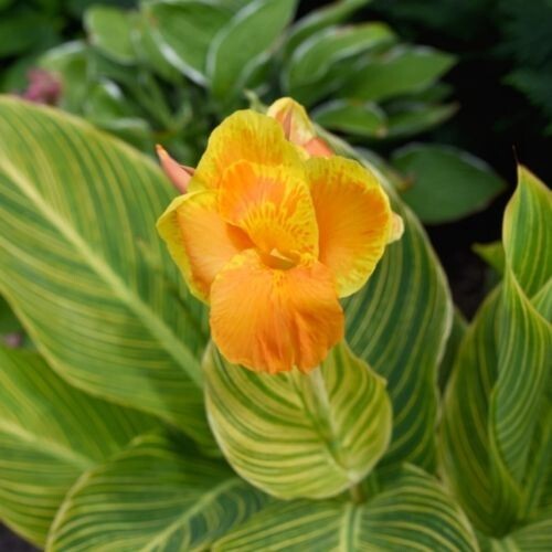 Canna pretoria tropicanna gold