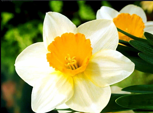 Sempre avanti daffodil - 25,