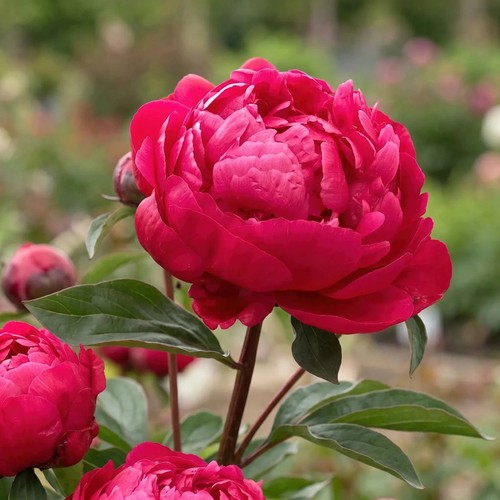 Peony red sarah bernhardt bare - red,