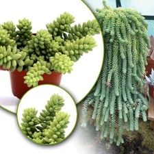 Burrows Tail Sedum morganianum