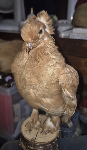 Taxidermy fancy pigeon mount - taxidermy,