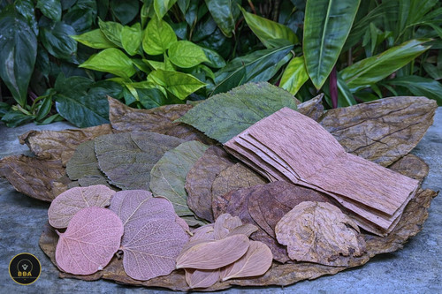 Blackwater leaf botanical box - leaf,