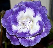 Merry Dancers Gloxinia